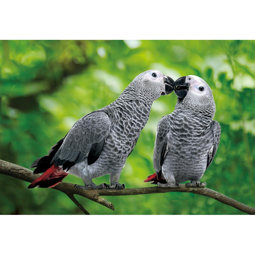 CO1037311 - Postkarte 'Graupapagei' 3D 16xm x 11cm