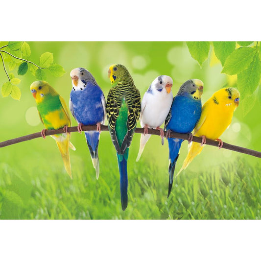 CO1037312  -  Postkarte 'Wellensittich' 3D 16xm x 11cm