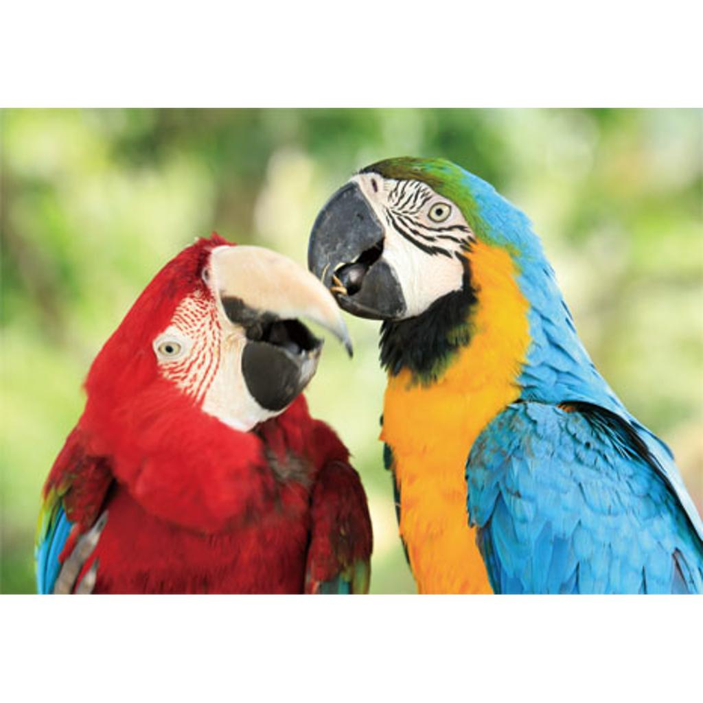 CO1037317 - Postkarte 'Aras' 3D 16xm x 11cm