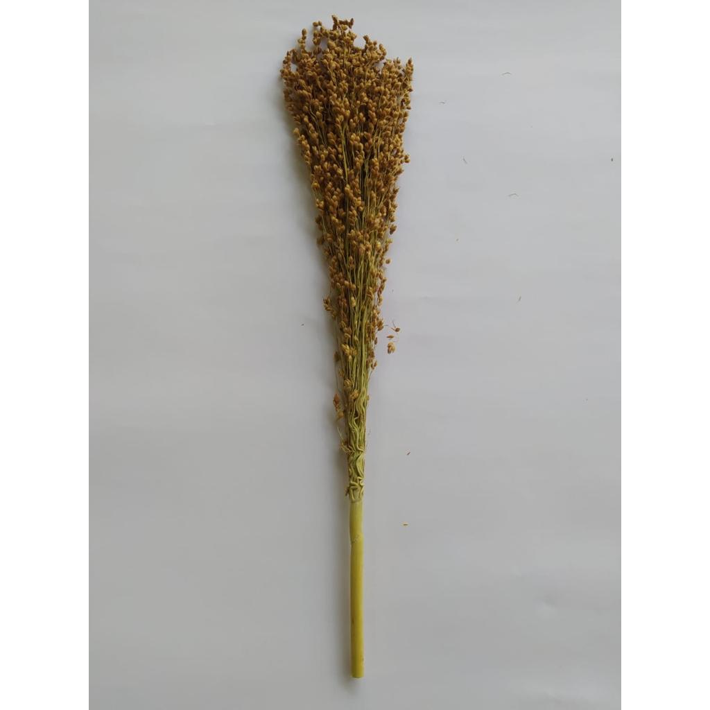FHBE - Besenhirse (sorghum durra), 200g