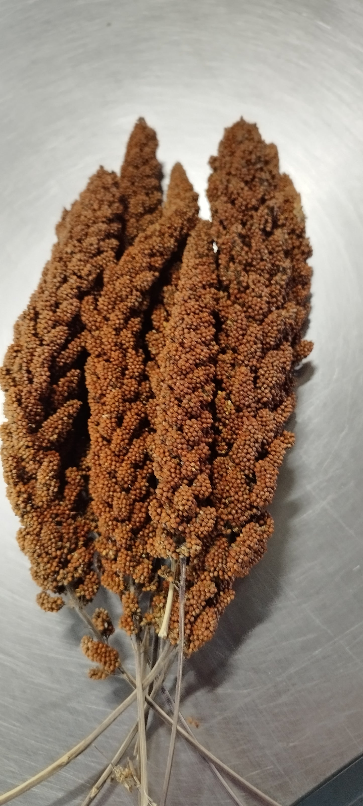 FHR5D - Kolbenhirse (rot), 500g (Deutschland)