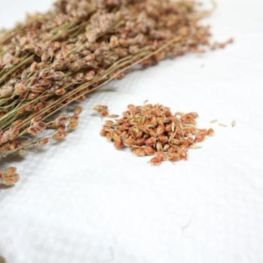 FHBE - Besenhirse (sorghum durra), 200g