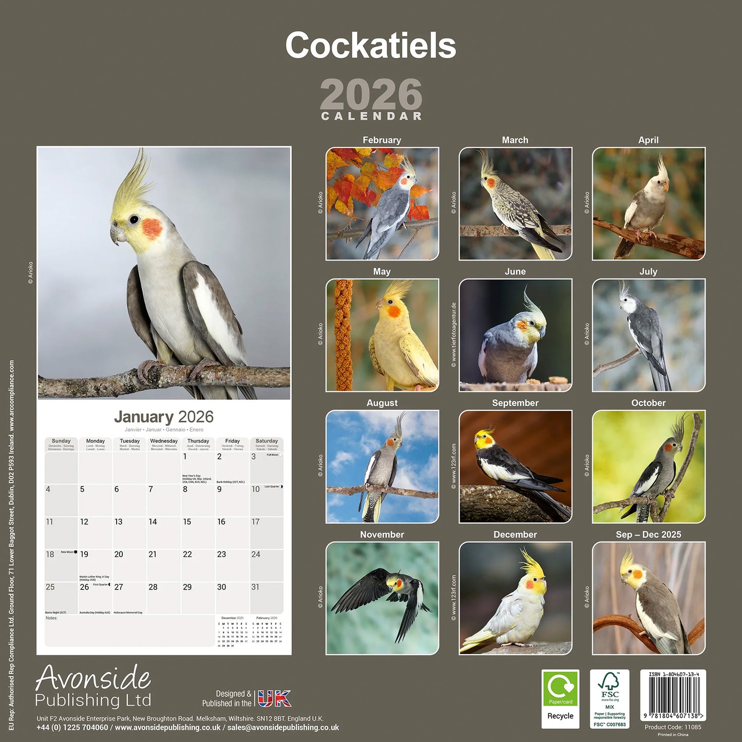 Kalender Nymphensittich 2026