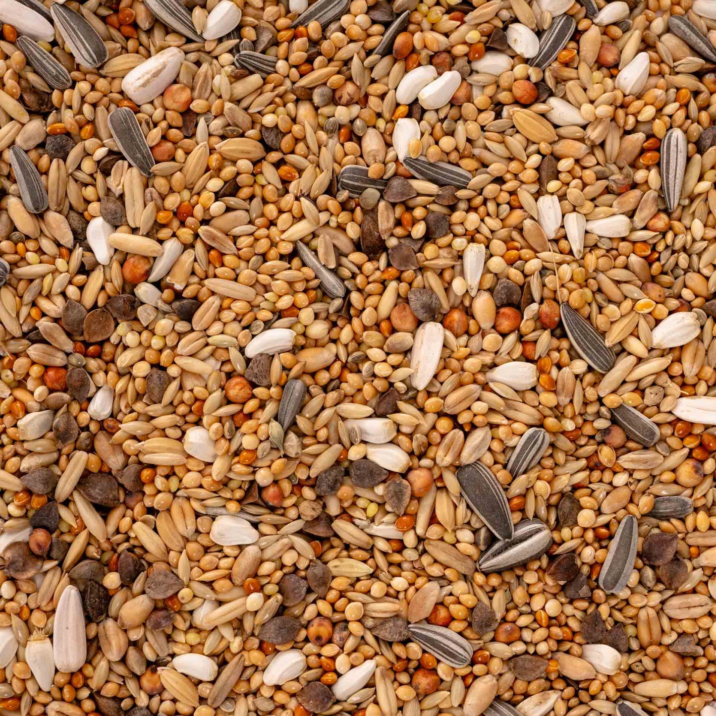 Papageienfutter für alle Großsittiche – hochwertige Premium-Körnermischung