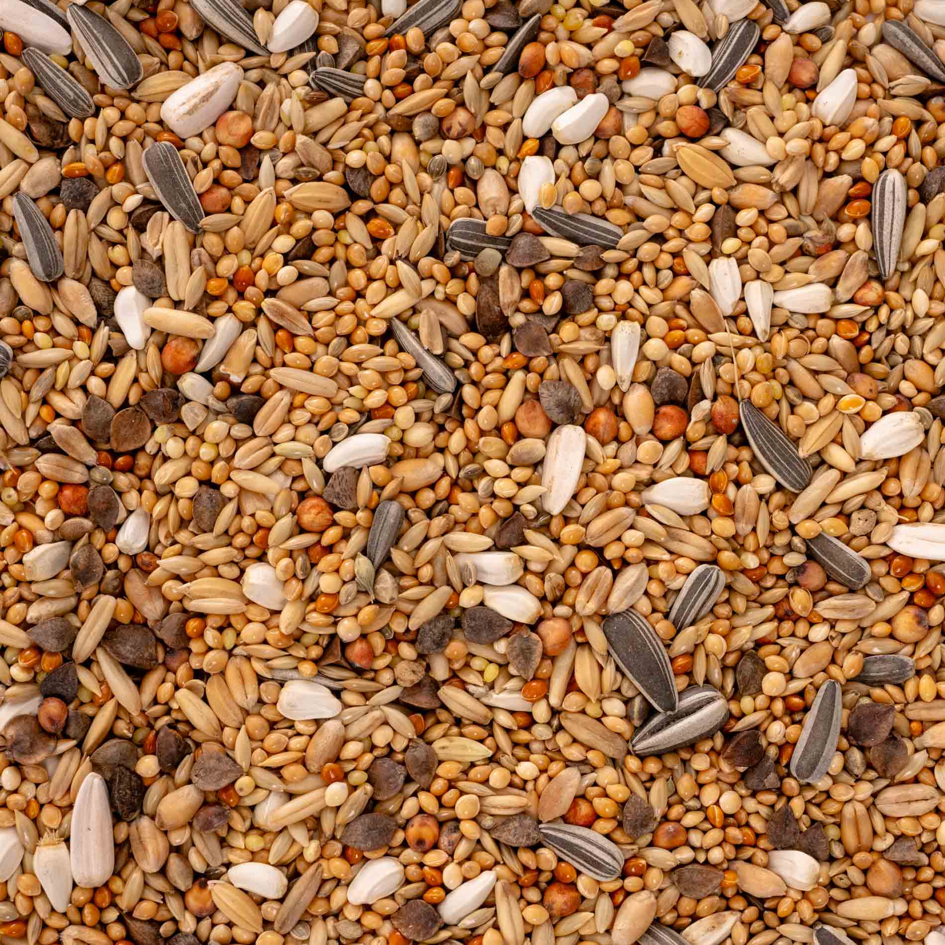 Papageienfutter für alle Großsittiche – hochwertige Premium-Körnermischung