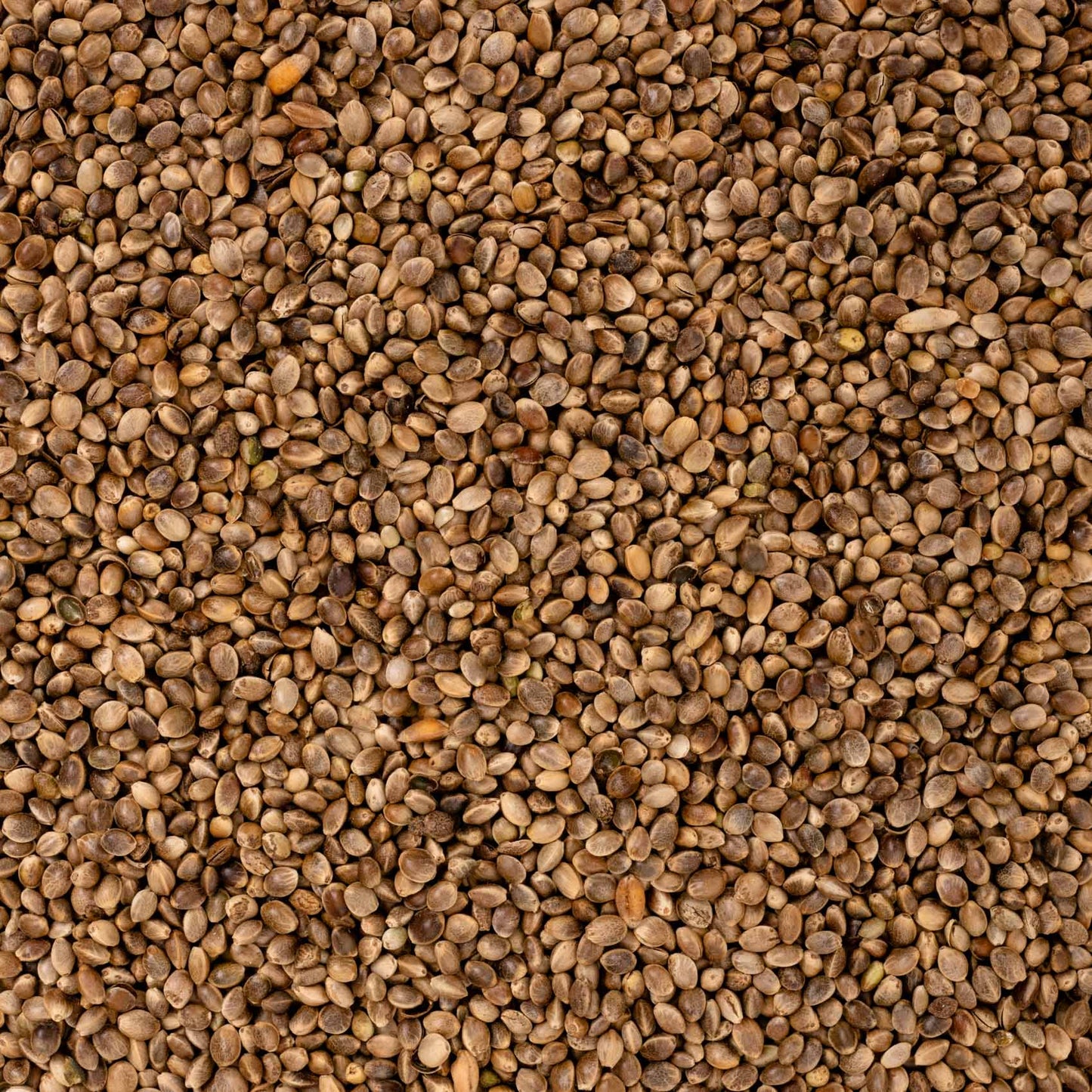 Hanf – Papageienfutter