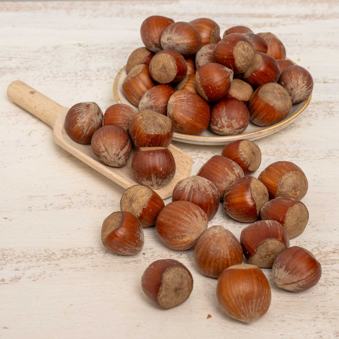 Haselnüsse mit Schale – Natürlicher Knabberspaß für Papageien