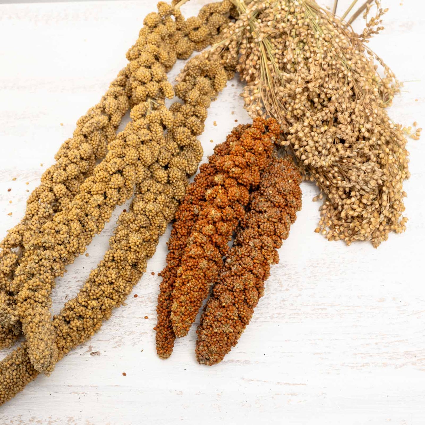 Kolbenhirse / Rispenhirse gemischt – rot, gelb & silber für Papageien und Sittiche