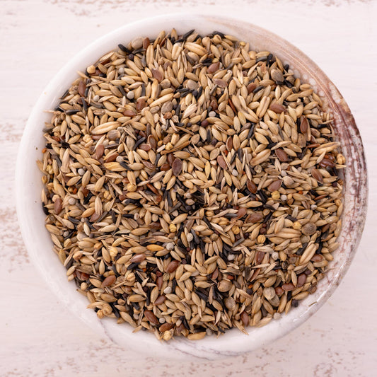 Kanarienfutter – hochwertige Saatenmischung für Kanarienvögel