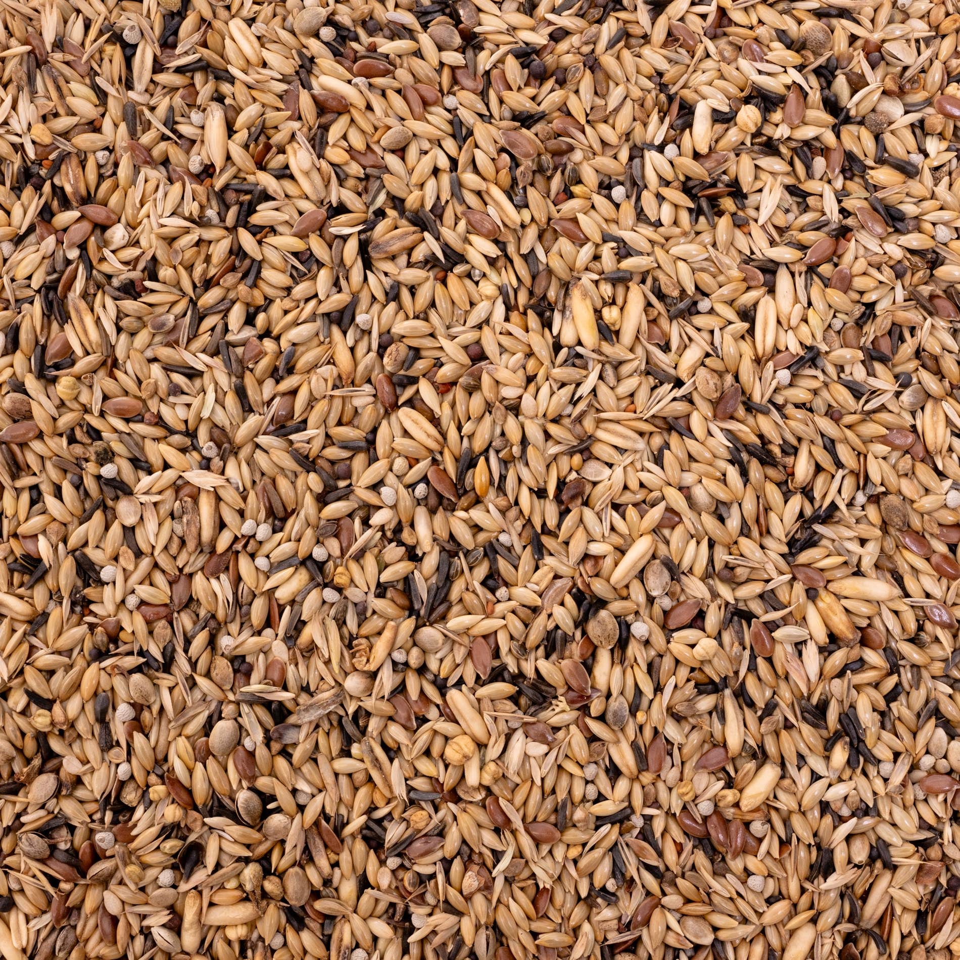 Kanarienfutter – hochwertige Saatenmischung für Kanarienvögel