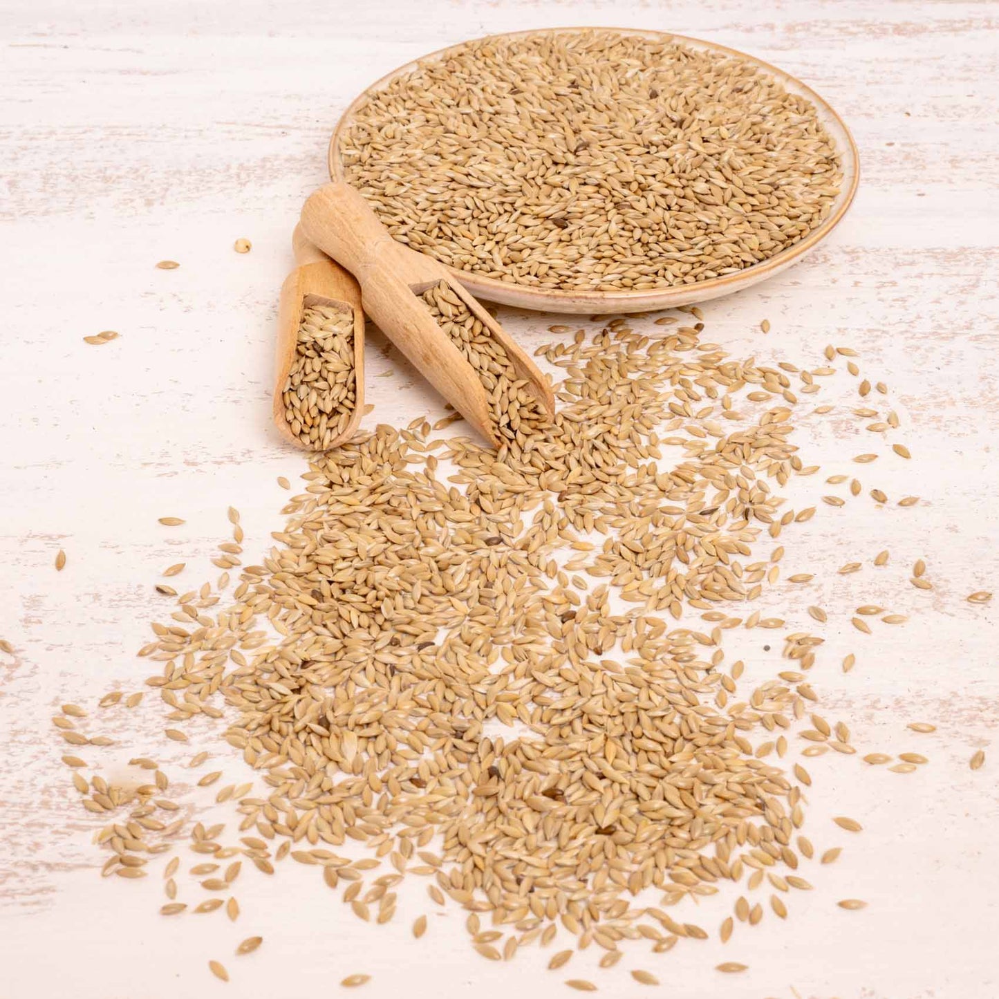 Kanariensaat – Exotenfutter