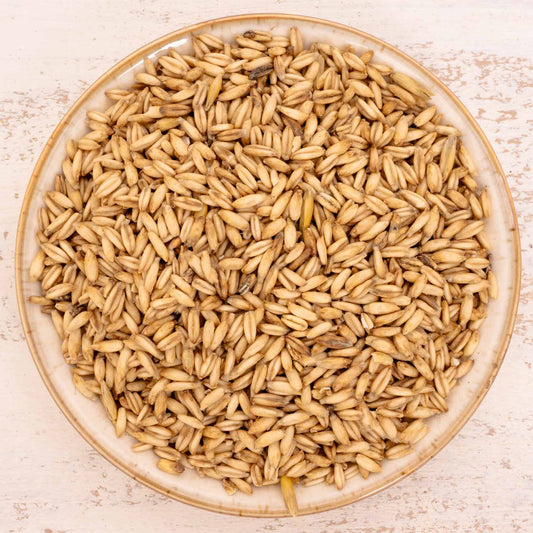 Nackthafer – Einzelsaat – Papageienfutter