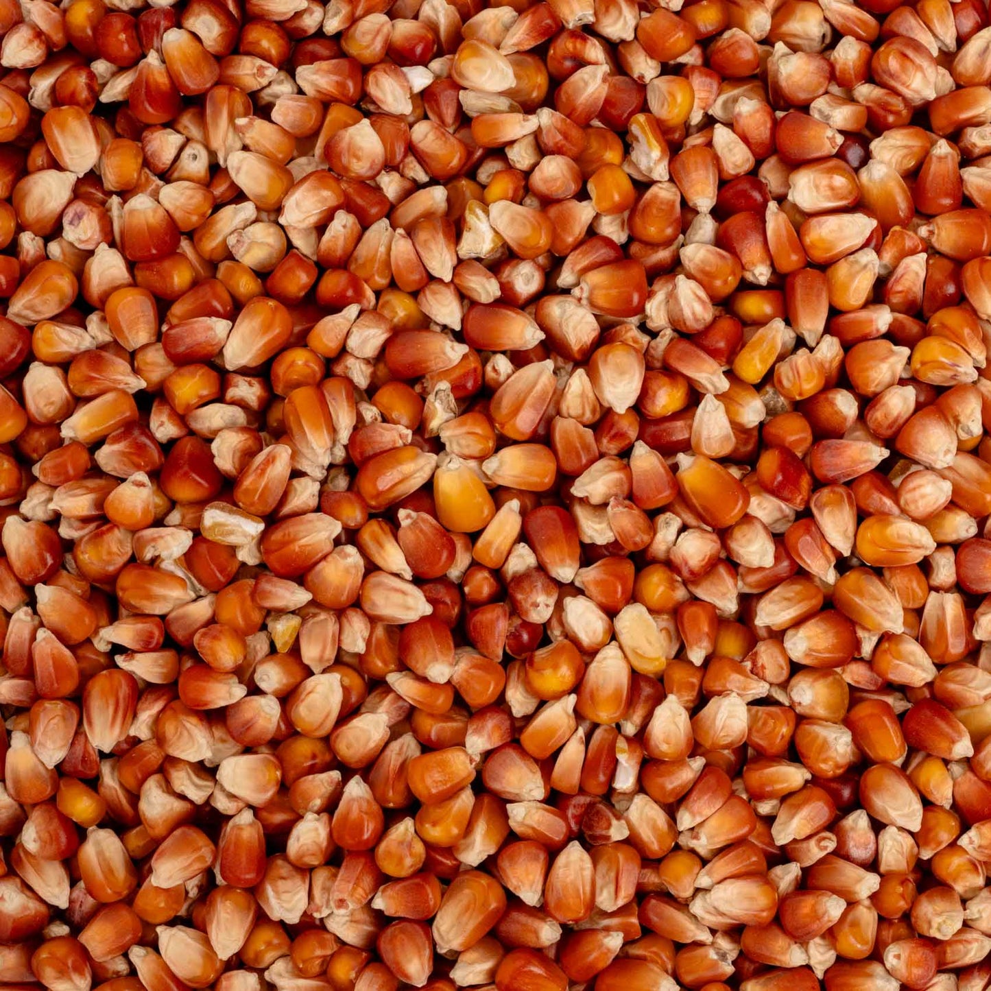 Perlmais rot (französisch) – Papageienfutter