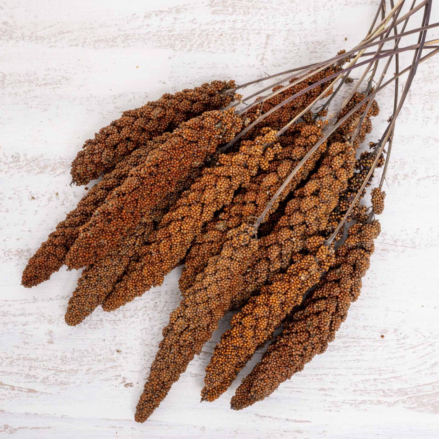 Rote Hirse – Premium-Kolbenhirse aus Deutschland für Sittiche und Papageien