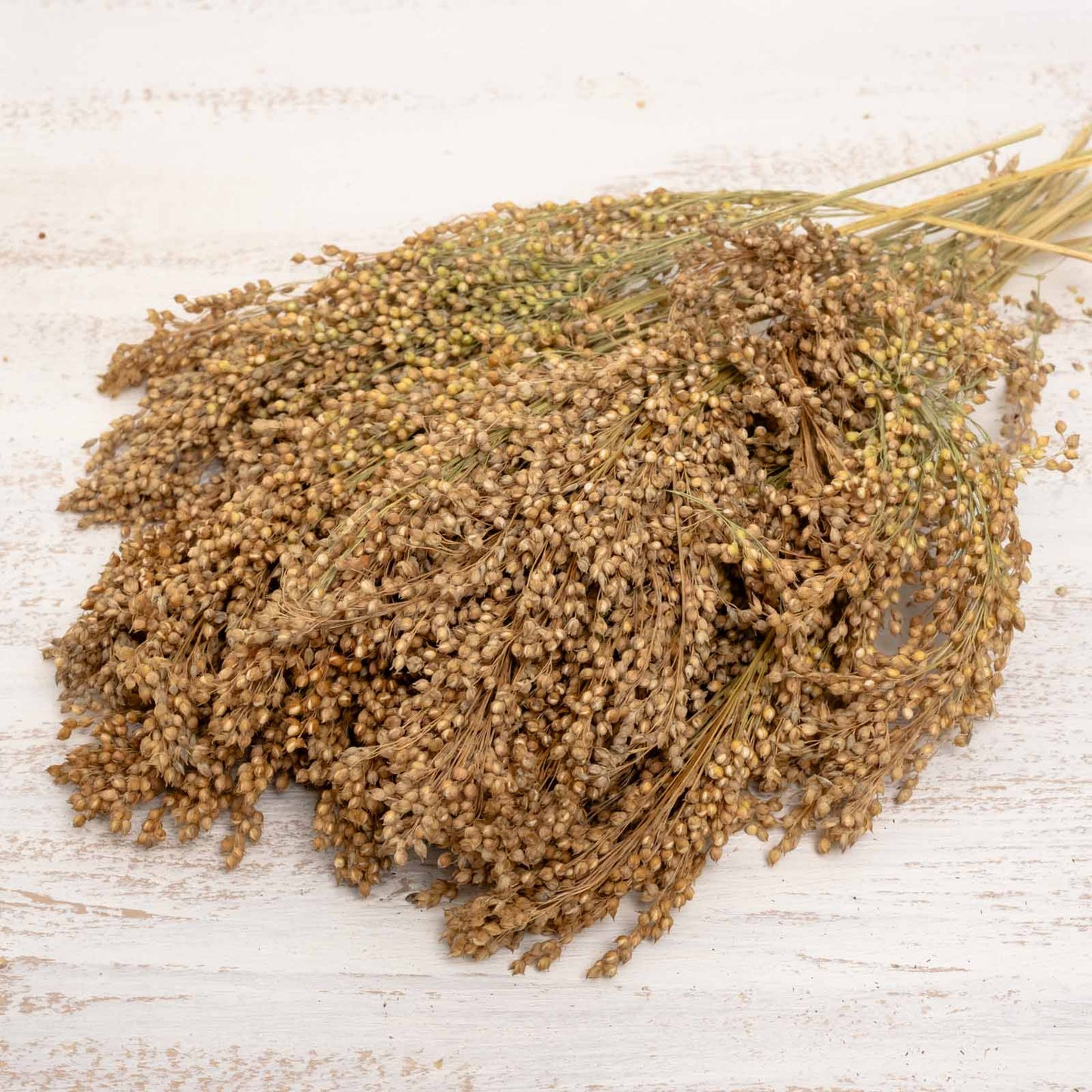 Naturbelassene Silberhirse in ganzen Rispen – Papageienfutter