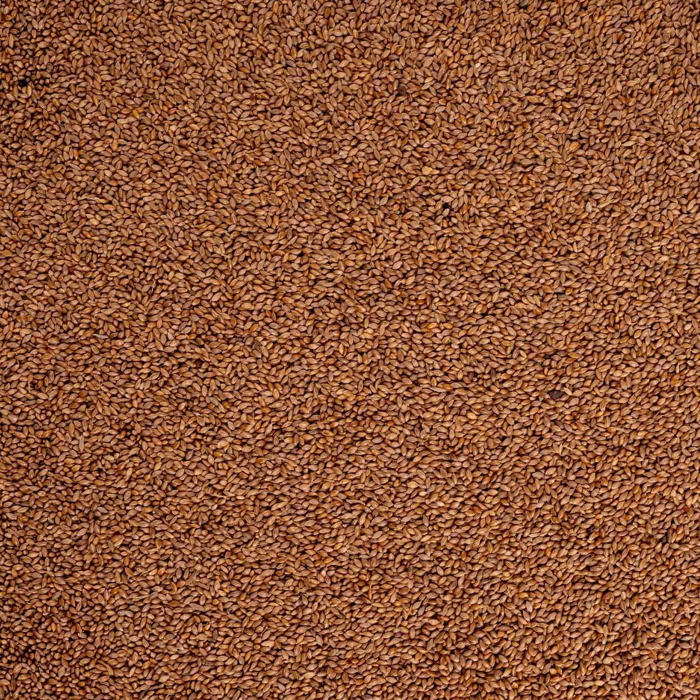 Fonio – Power Seeds