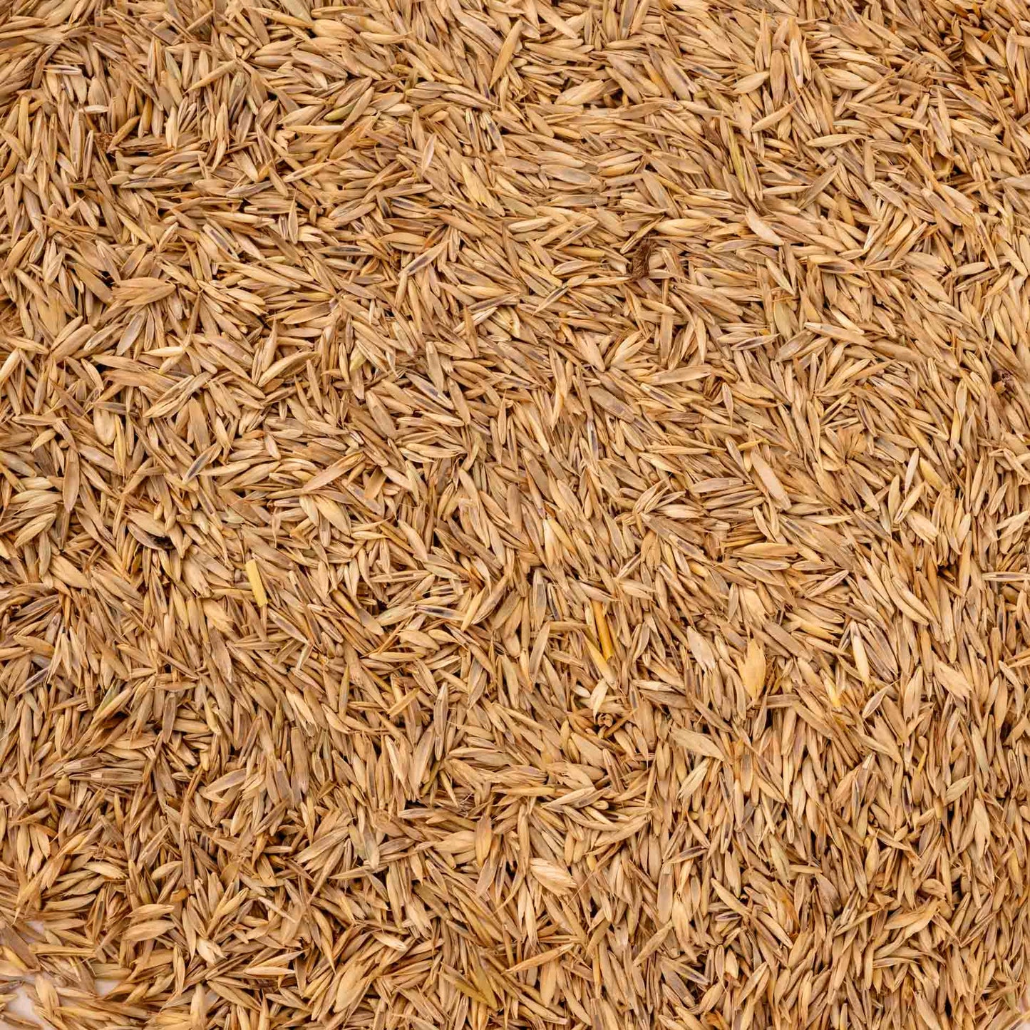 Grassamenmischung – natürliche, kalorienarme Ergänzung für Sittiche & kleine Papageien