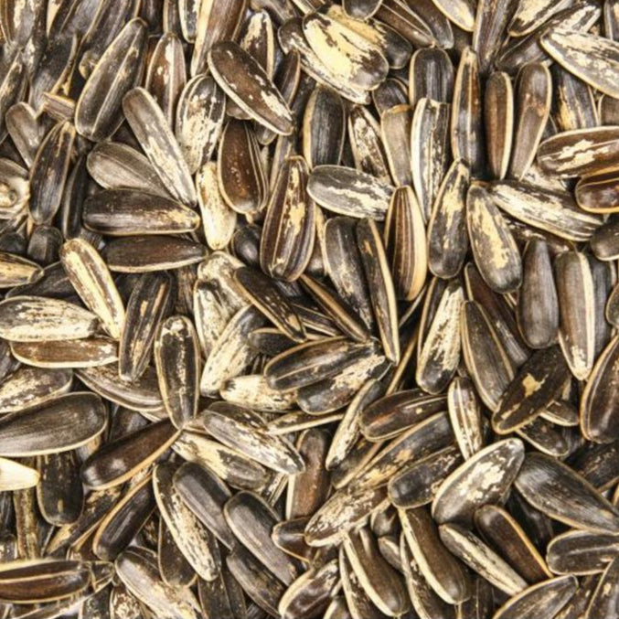 Sonnenblumenkerne