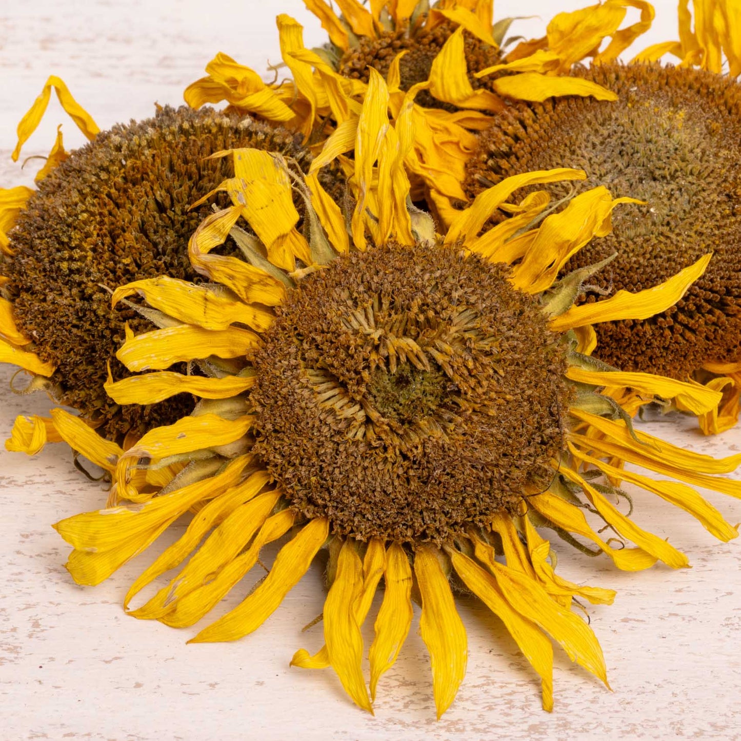 Sonnenblumenköpfchen (ganz), getrocknet