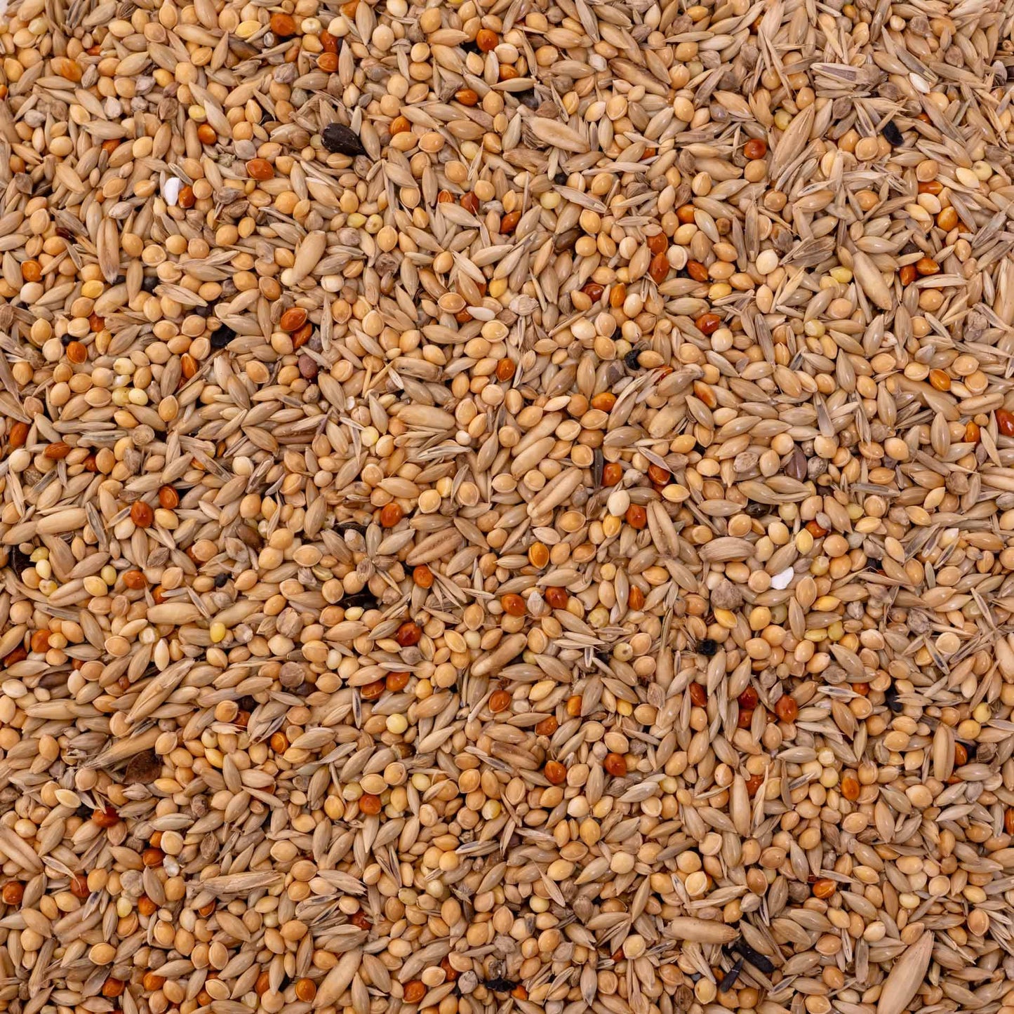 Wellensittichfutter Spezial 2 – hochwertiges Papageienfutter und Körnerfuttermischung für vitale Wellensittiche (Vogelfutter)