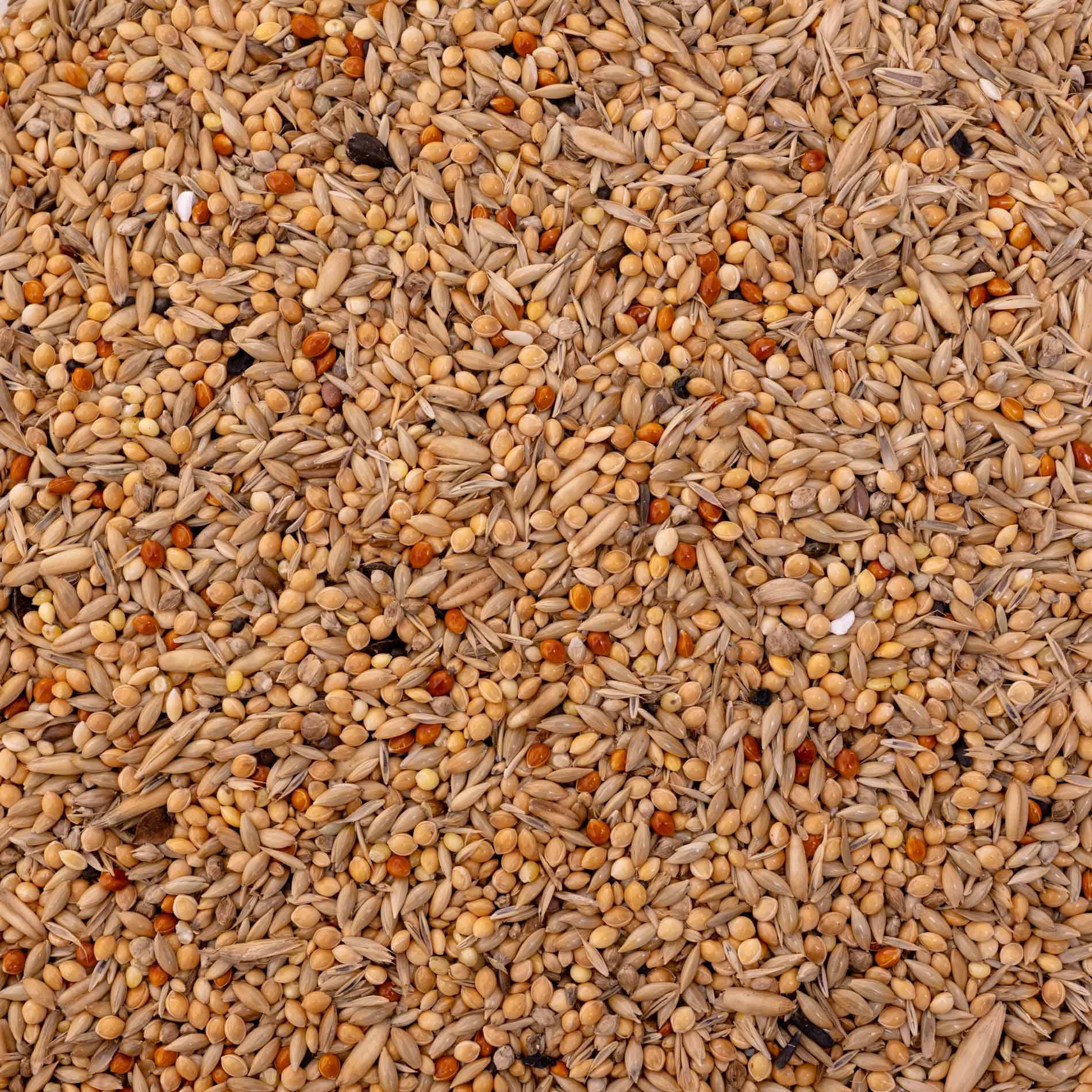 Wellensittichfutter Spezial 2 – hochwertiges Papageienfutter und Körnerfuttermischung für vitale Wellensittiche (Vogelfutter)