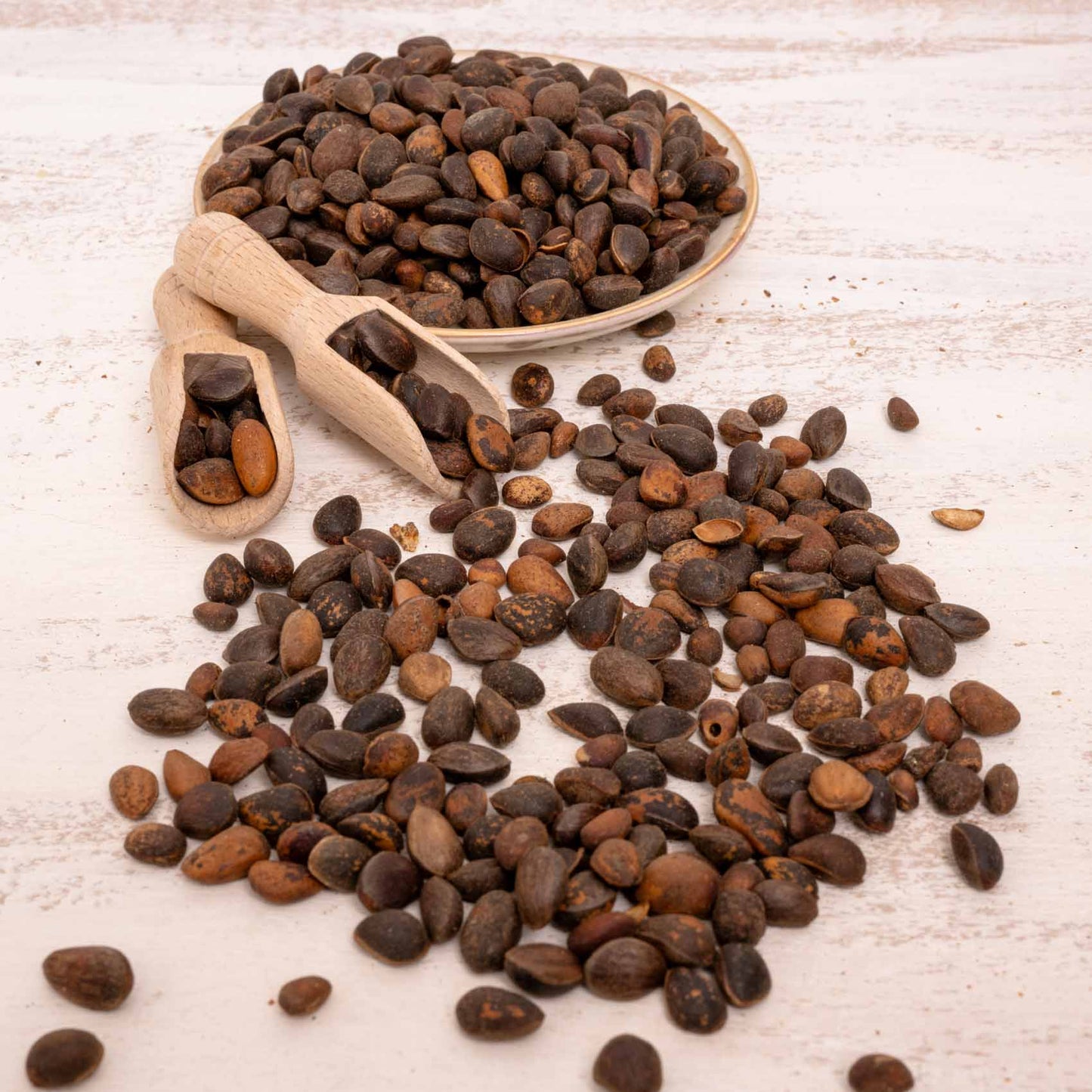 Zirbelnüsse – Papageienfutter