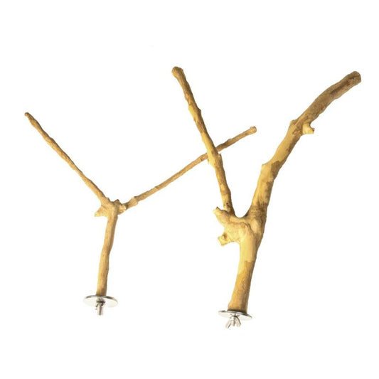 CAN101  -  Kaffeeholz-Sitzast verzweigt