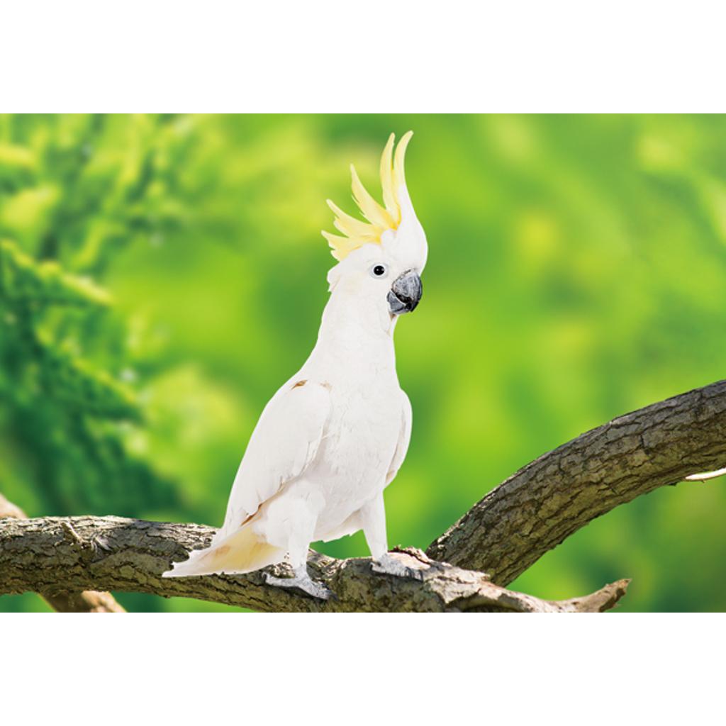 CO1037404 - Postkarte 'Gelbhaubenkakadu' 3D 16cmx11cm