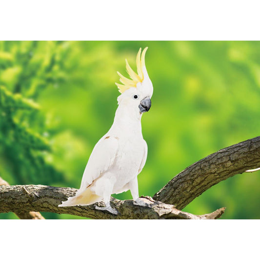 CO1037404  -  Postkarte 'Gelbhaubenkakadu' 3D 16cmx11cm