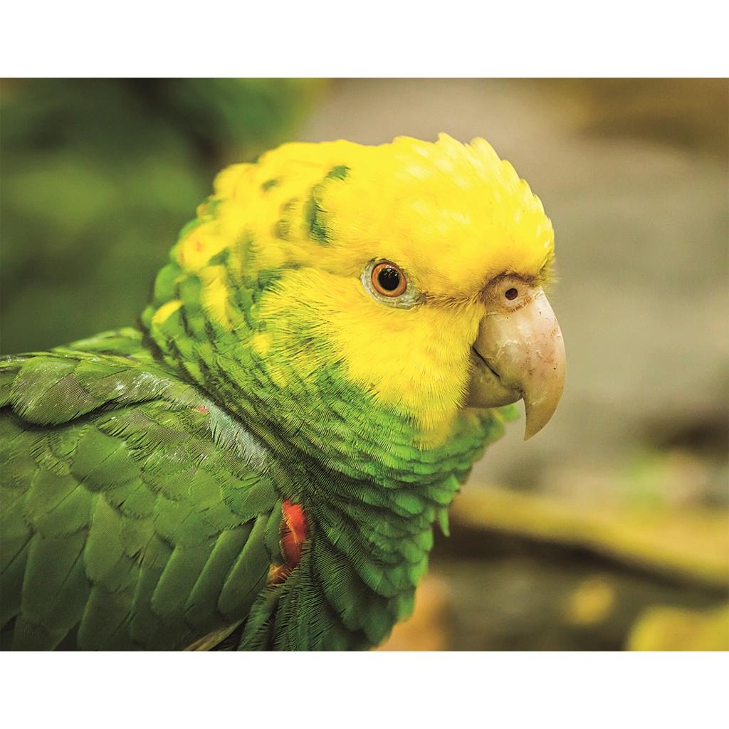 CO1037560 - 3D Magnet ' Doppelgelbkopfamazone' 7cmx9cm