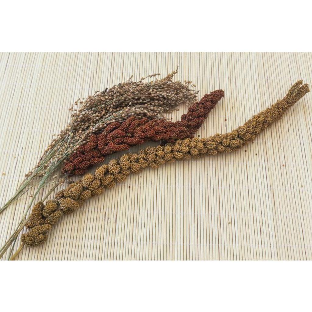 FHGS - Hirse gemischt (rot,gelb,silber), 500 g