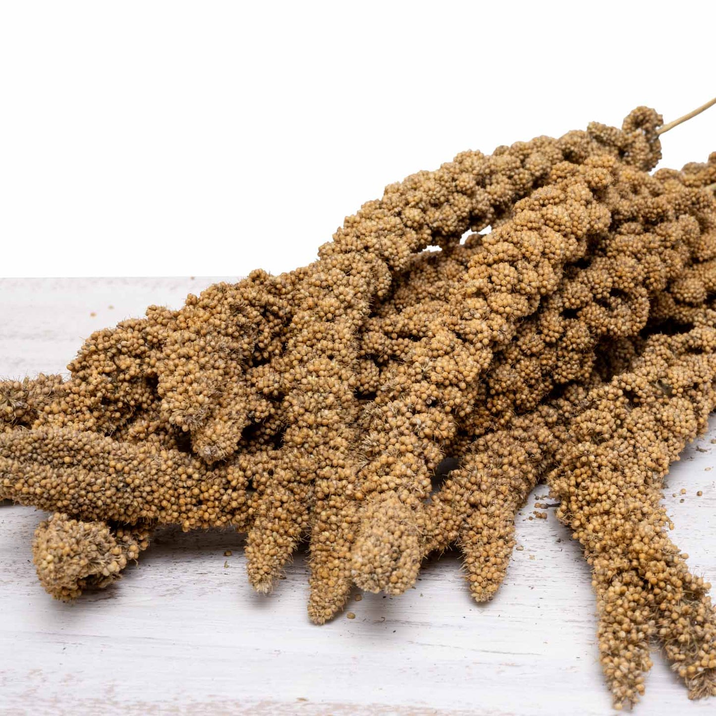 Gelbe Hirse – Premium-Kolbenhirse aus Deutschland für Sittiche und Papageien