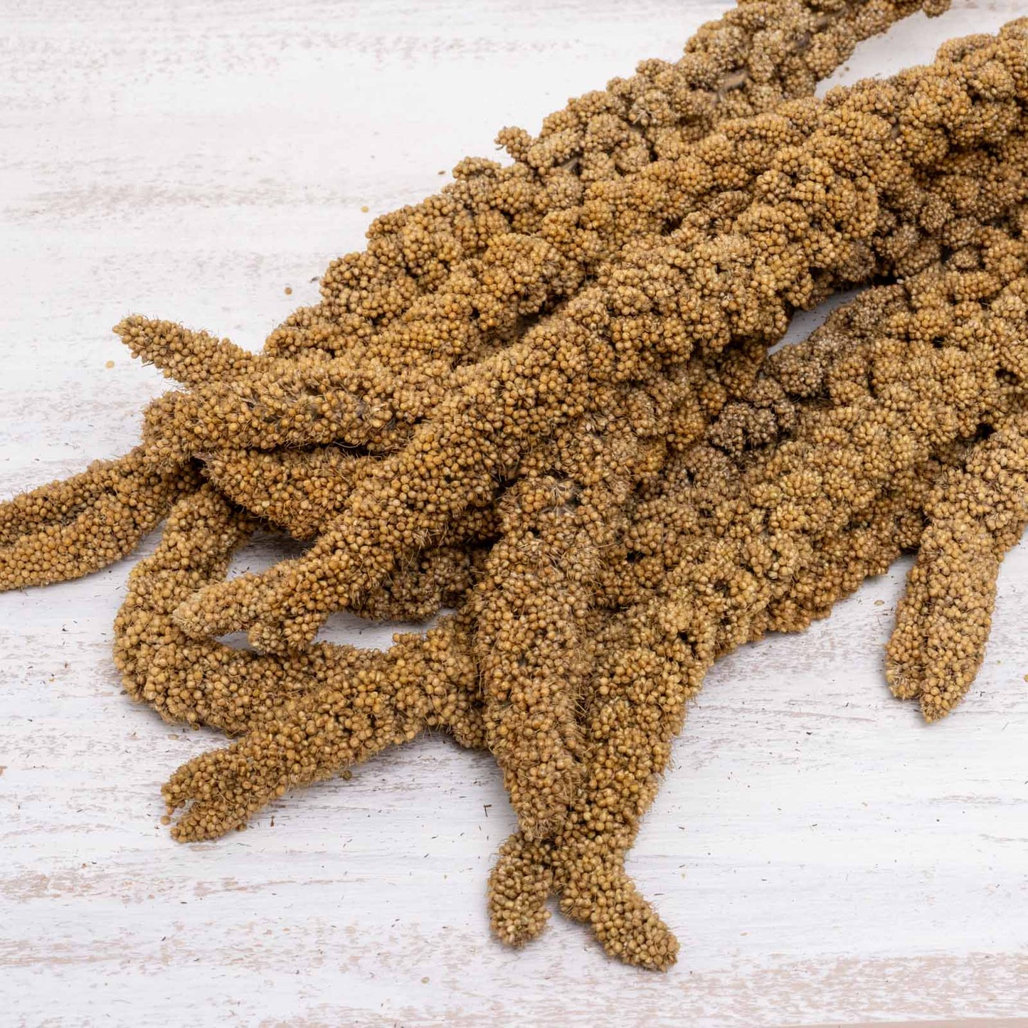 Gelbe Kolbenhirse aus Frankreich – für alle Sittiche und Papageien