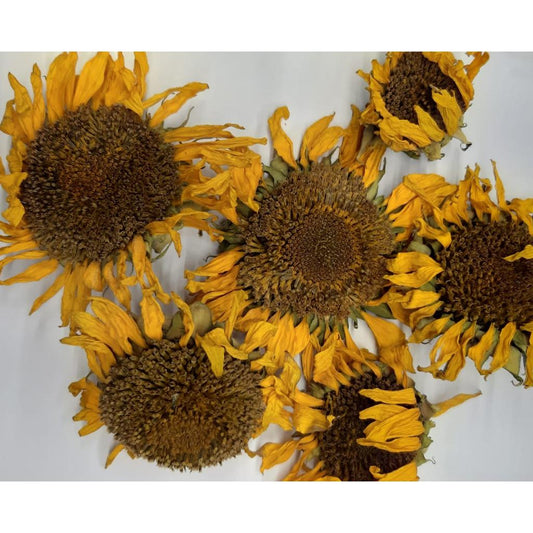 Sonnenblumen-Köpfchen (getrocknet, ganz) – 50 g
