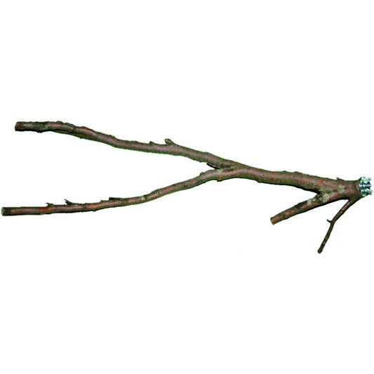 MG1265 -  Sitzast verzweigt klein