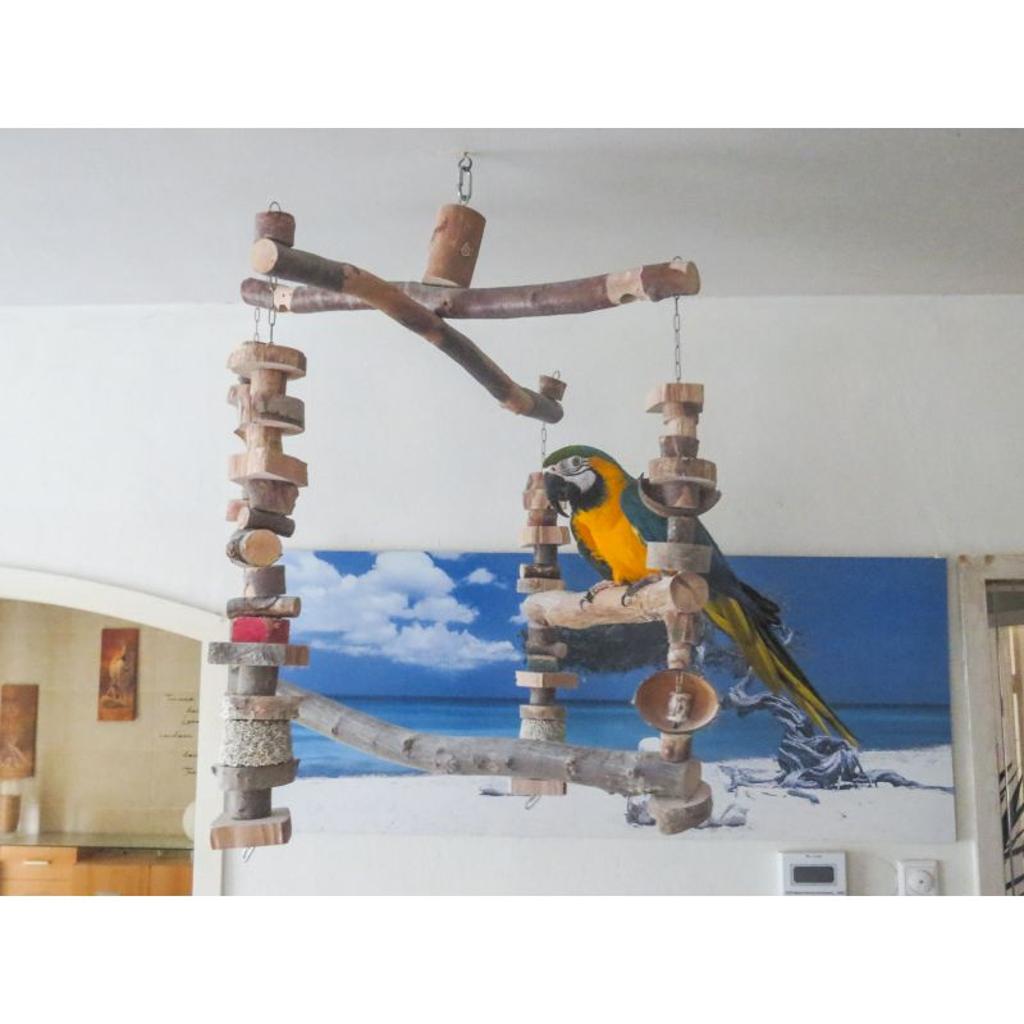 MG1339  -  Ara Jumbo Schaukel Freisitz