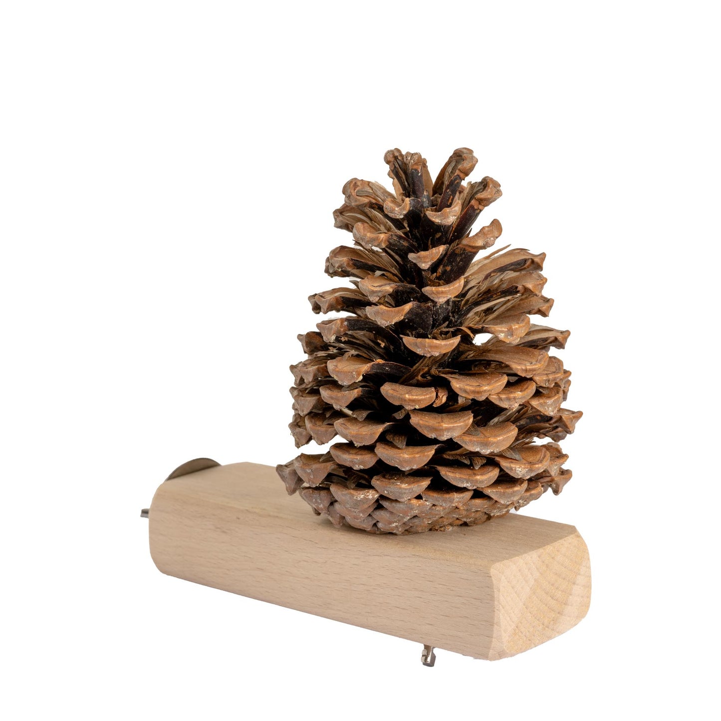 Jumbo Versteckzapfen – Knabberspaß und Futterversteck für Papageien