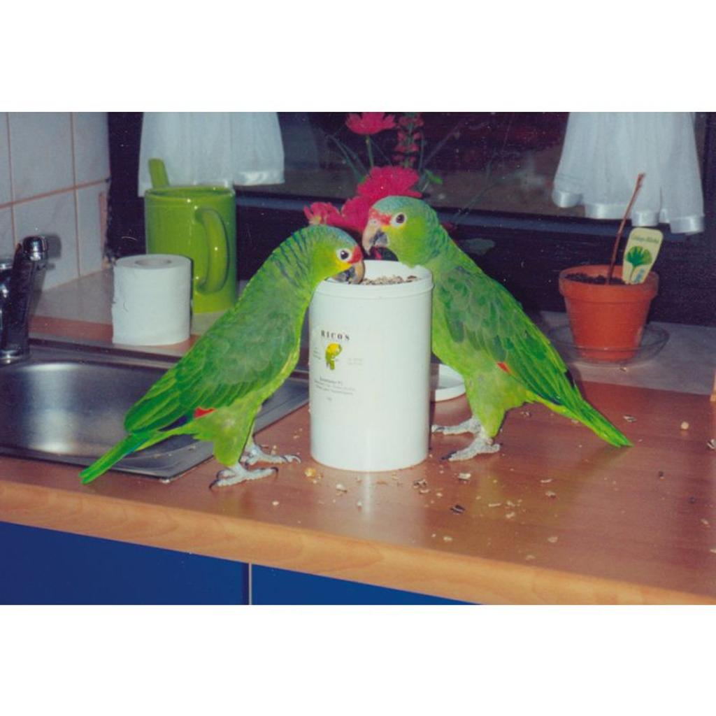 RF901 - Dosen mit Schraubdeckel ca. 0,9 l (500g)