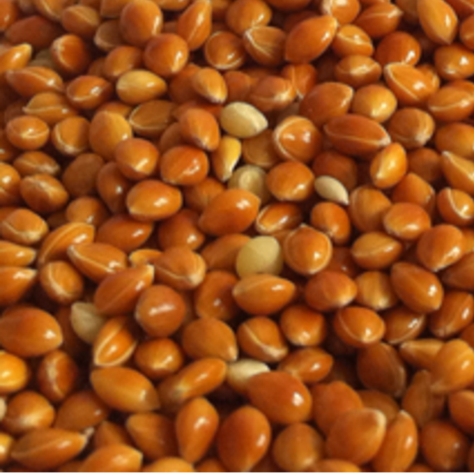 Rote Hirse (lose) – 500 g