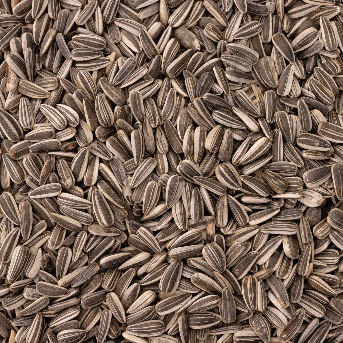 Sonnenblumenkerne (gestreift) – Vogelfutter