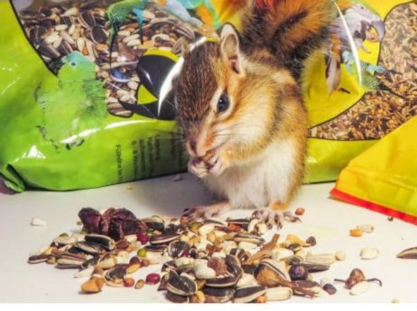 Variationen für Streifenhörnchen und Papageien – 500 g