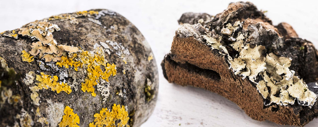 Flechten auf Naturästen: Unbedenklich oder riskant für Papageien?