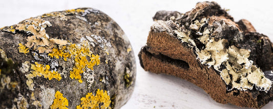 Flechten auf Naturästen: Unbedenklich oder riskant für Papageien?