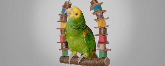 Papagei zu dick – was ist das richtige Papageienfutter?