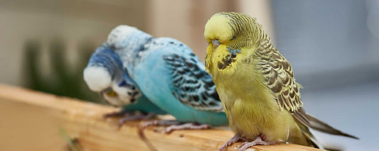 Megabakterien bei Vögeln (Macrorhabdiose) – ernsthafte Erkrankung des Verdauungssystems