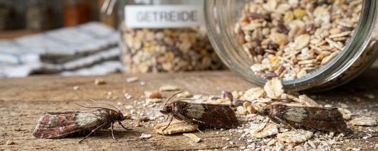 Lebensmittelmotten im Futterlager: So schützt du dein Papageienfutter &amp; Sittichfutter effektiv