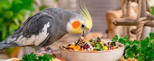 10 Fütterungsfehler bei Papageien und Sittichen