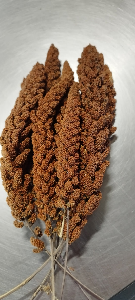 Rote Kolbenhirse aus Deutschland 500 g