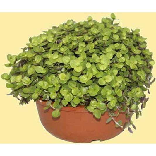 Golliwoog – Futterpflanze