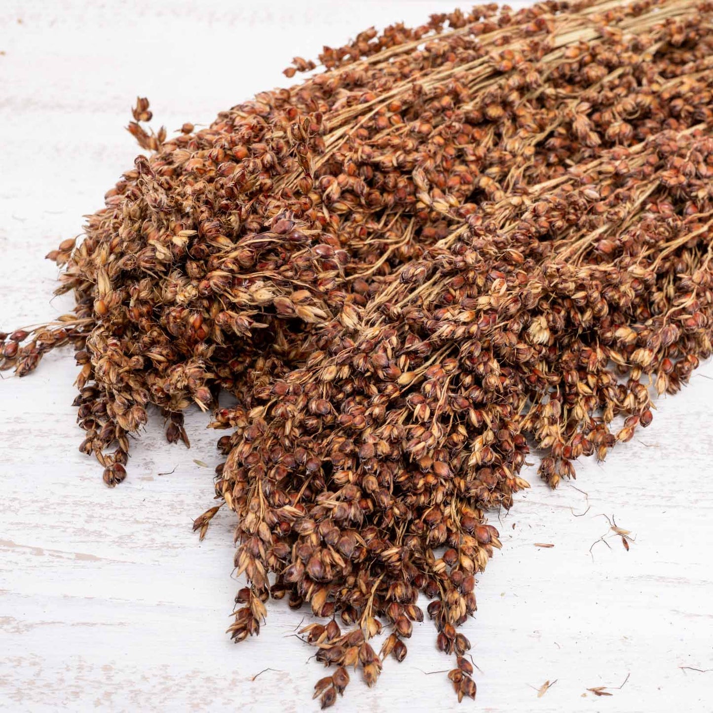 Besenhirse (Sorghum durra), Rispen für Sittiche und Papageien